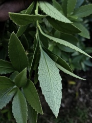 Melicytus chathamicus