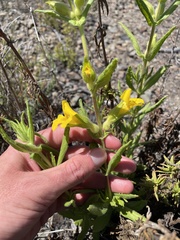 Diplacus clevelandii