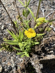 Diplacus clevelandii