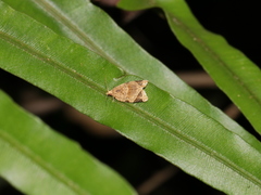 Neocalyptis affinisana