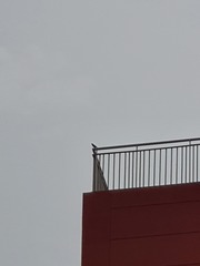 Acridotheres javanicus