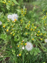 Senecio vulgaris