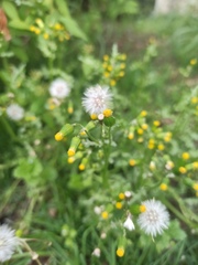Senecio vulgaris