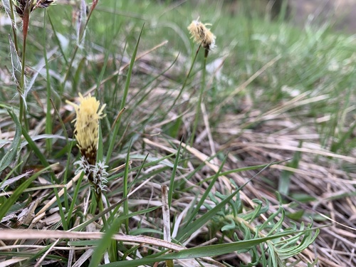 ostrica klinčeková (Carex caryophyllea)
