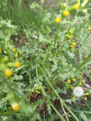 Senecio vulgaris