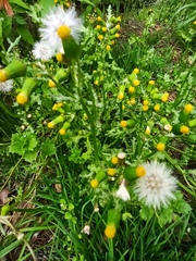 Senecio vulgaris