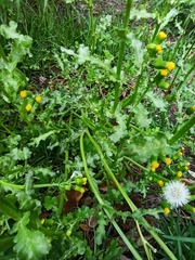 Senecio vulgaris