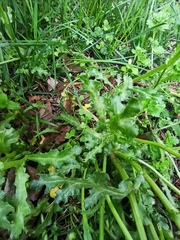 Senecio vulgaris