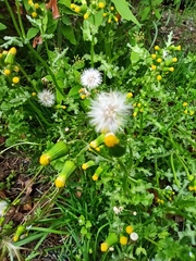 Senecio vulgaris
