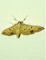 Herpetogramma cynaralis