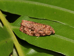 Phaecasiophora walsinghami