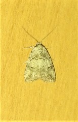 Tolpia conscitulana