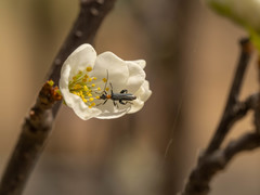 Oedemera testaceithorax