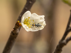 Oedemera testaceithorax