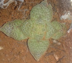 Crassula montana