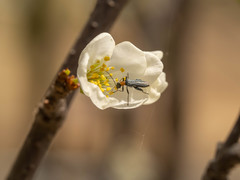 Oedemera testaceithorax