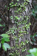 Metrosideros perforata