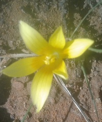 Romulea tortuosa aurea