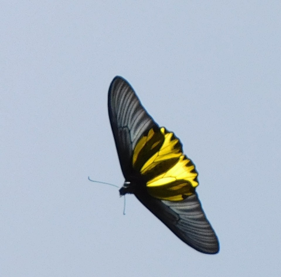 金裳凤蝶（Troides aeacus）