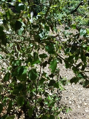 Ceanothus oliganthus