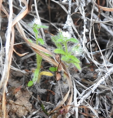 Cryptantha torreyana