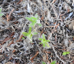 Cryptantha torreyana