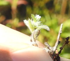 Cryptantha torreyana