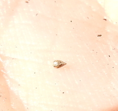 Cryptantha torreyana