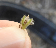 Cryptantha torreyana