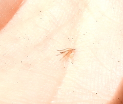 Cryptantha torreyana