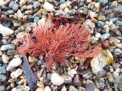 Sphaerococcus coronopifolius