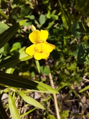 Erythranthe glaucescens