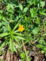 Erythranthe glaucescens