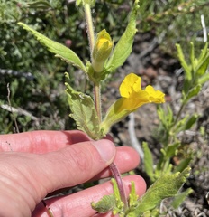 Diplacus clevelandii