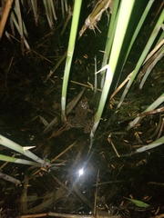 Pelophylax