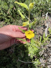 Diplacus clevelandii