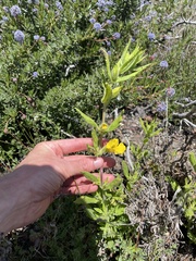 Diplacus clevelandii