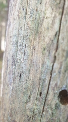 Chaenotheca gracillima