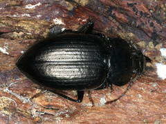 Adelium subdepressum