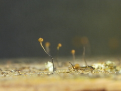 Chaenotheca gracillima