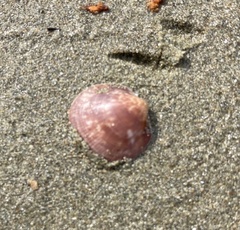 Glycymeris glycymeris