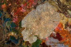 Acotylea