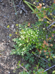 Tauschia kelloggii