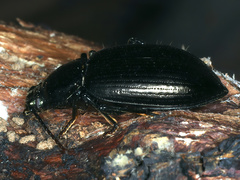 Adelium subdepressum