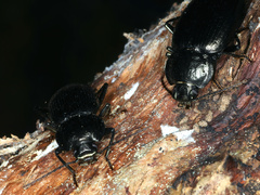 Adelium subdepressum