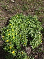 Anemonoides ranunculoides