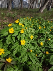 Anemonoides ranunculoides