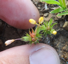 Leptosiphon acicularis