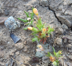 Leptosiphon acicularis