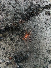 Formica